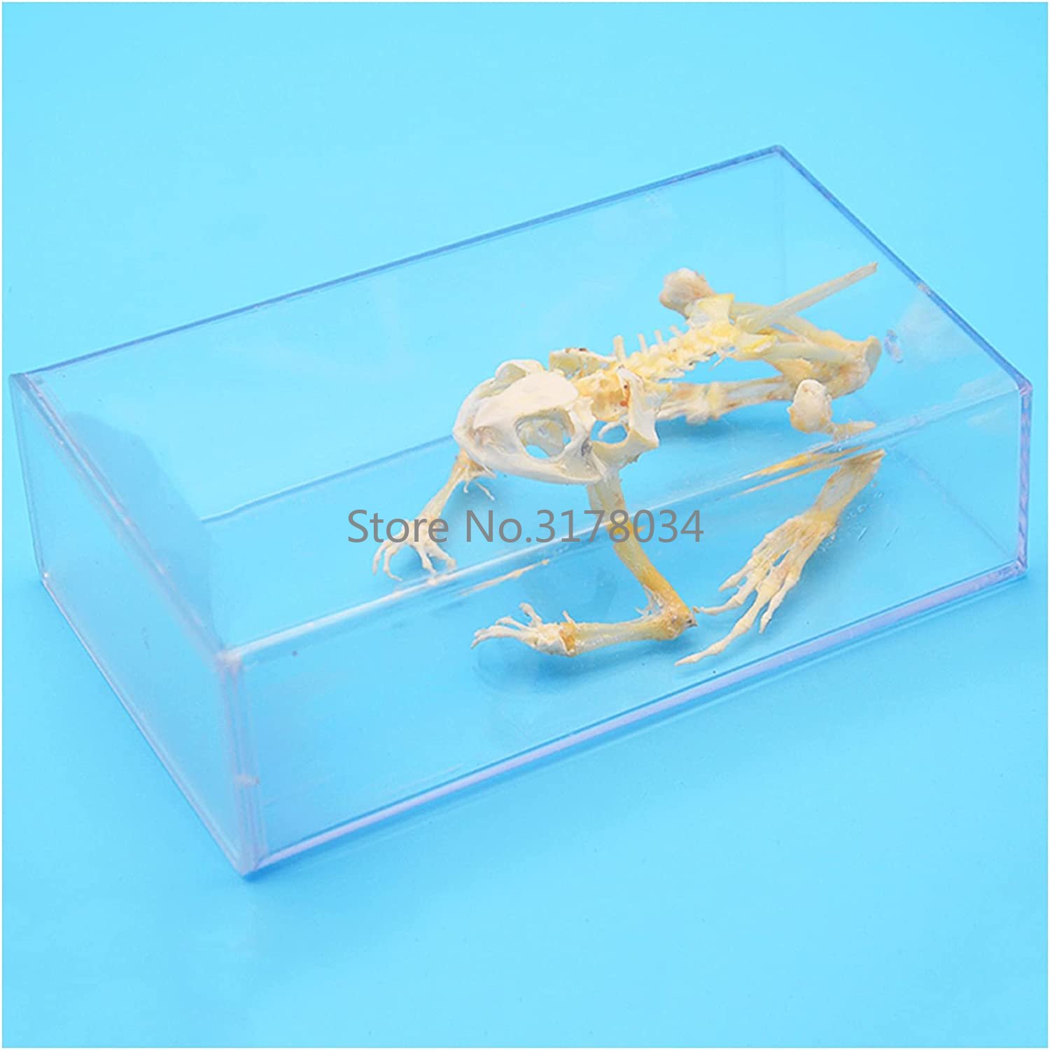 Art And Craft Science - Dierenskelet Model Kikker Bot Specimen Taxidermie