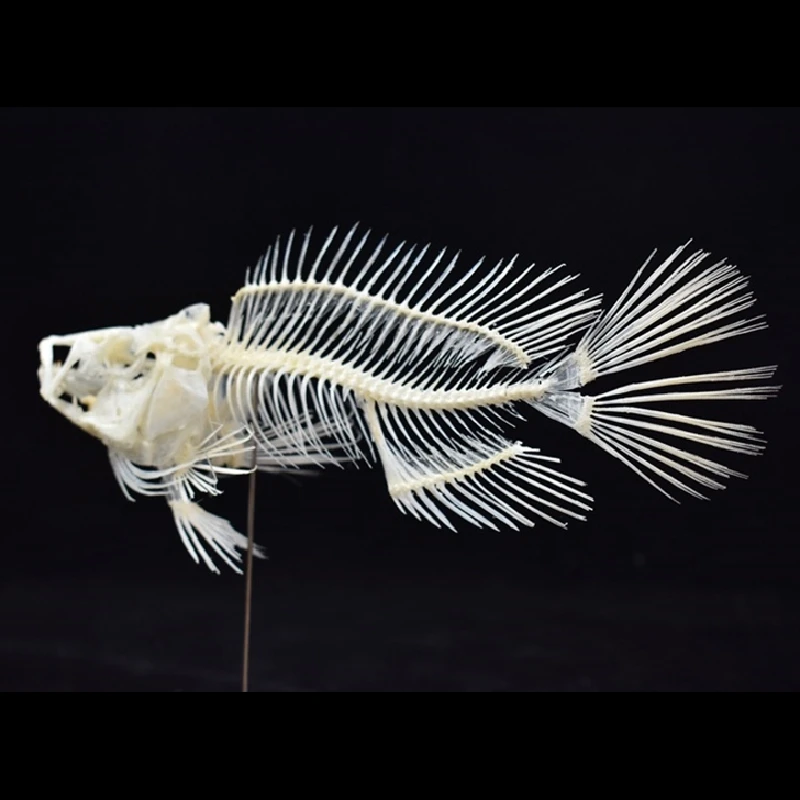 Art And Craft Science - 2043 Boutique Grouper Vis Skelet Model