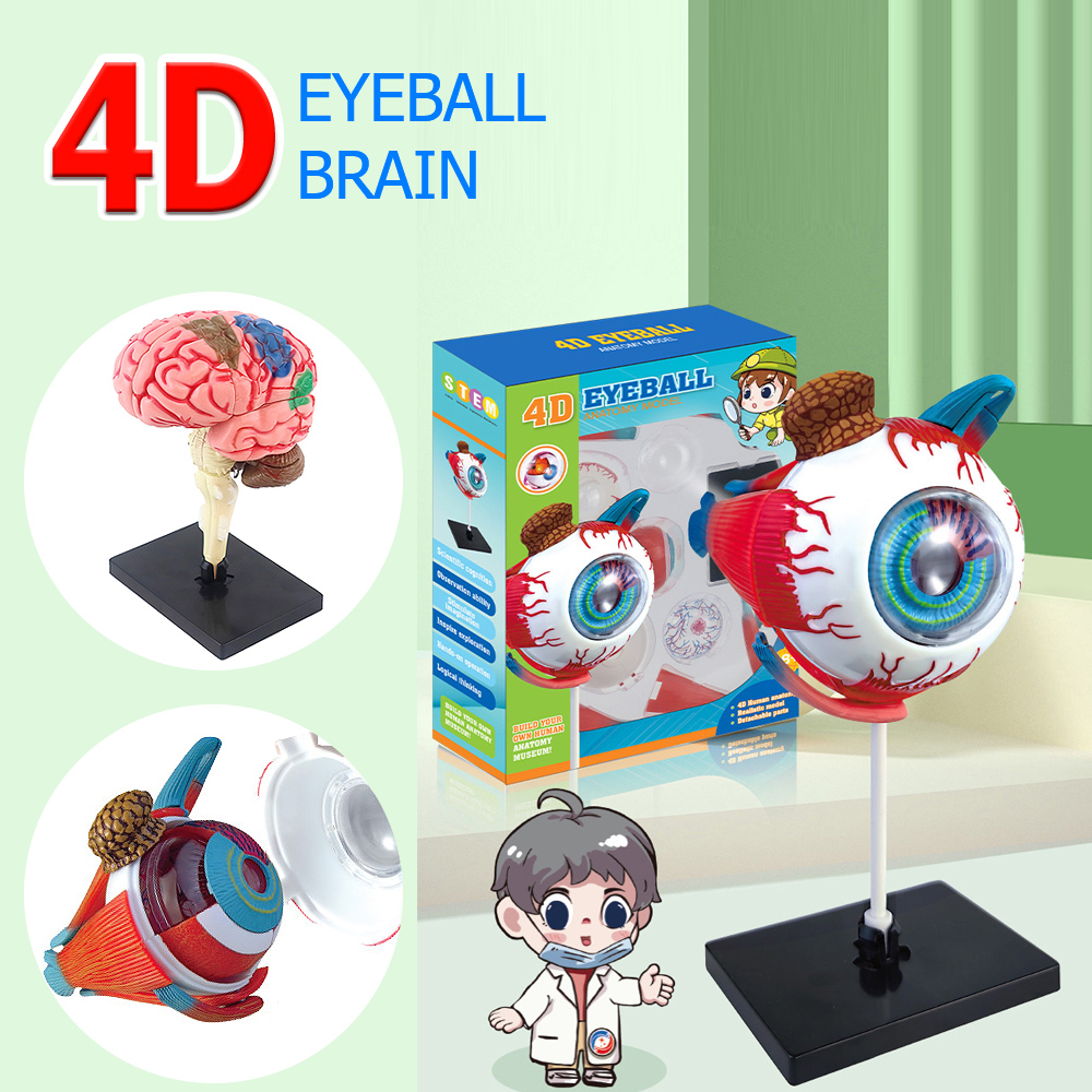 Art And Craft Science - Hoogwaardige Kunstambachten Ornaments4d Menselijke Oogbol Hersenanatomie