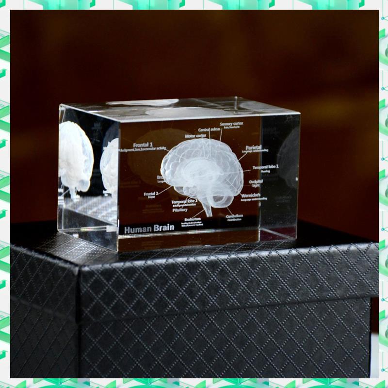 Art And Craft Science - FIZP Crystal 3D Brain Anatomisch Model