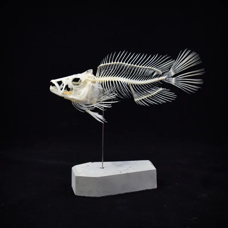 2043 Boutique Grouper Vis Skel - Art And Craft Science recensie en prijs
