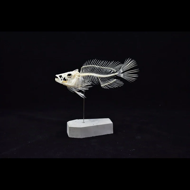2043 Boutique Grouper Vis Skel - Art And Craft Science recensie en prijs
