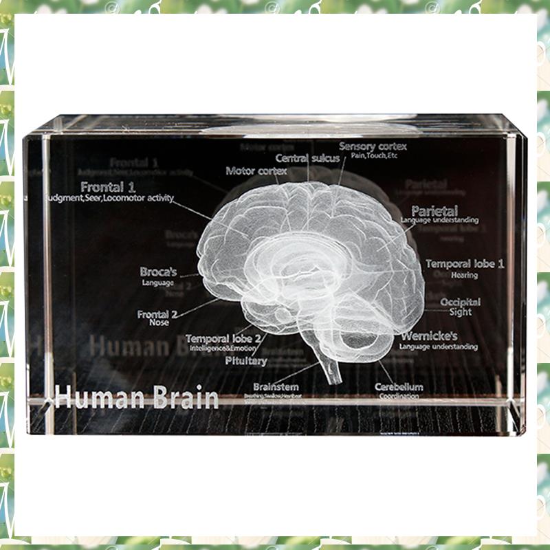 FIZP Crystal 3D Brain Anatomis - Art And Craft Science recensie en prijs