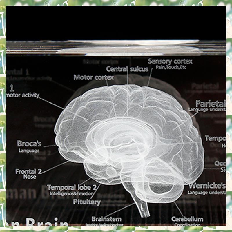 FIZP Crystal 3D Brain Anatomis - Art And Craft Science recensie en prijs