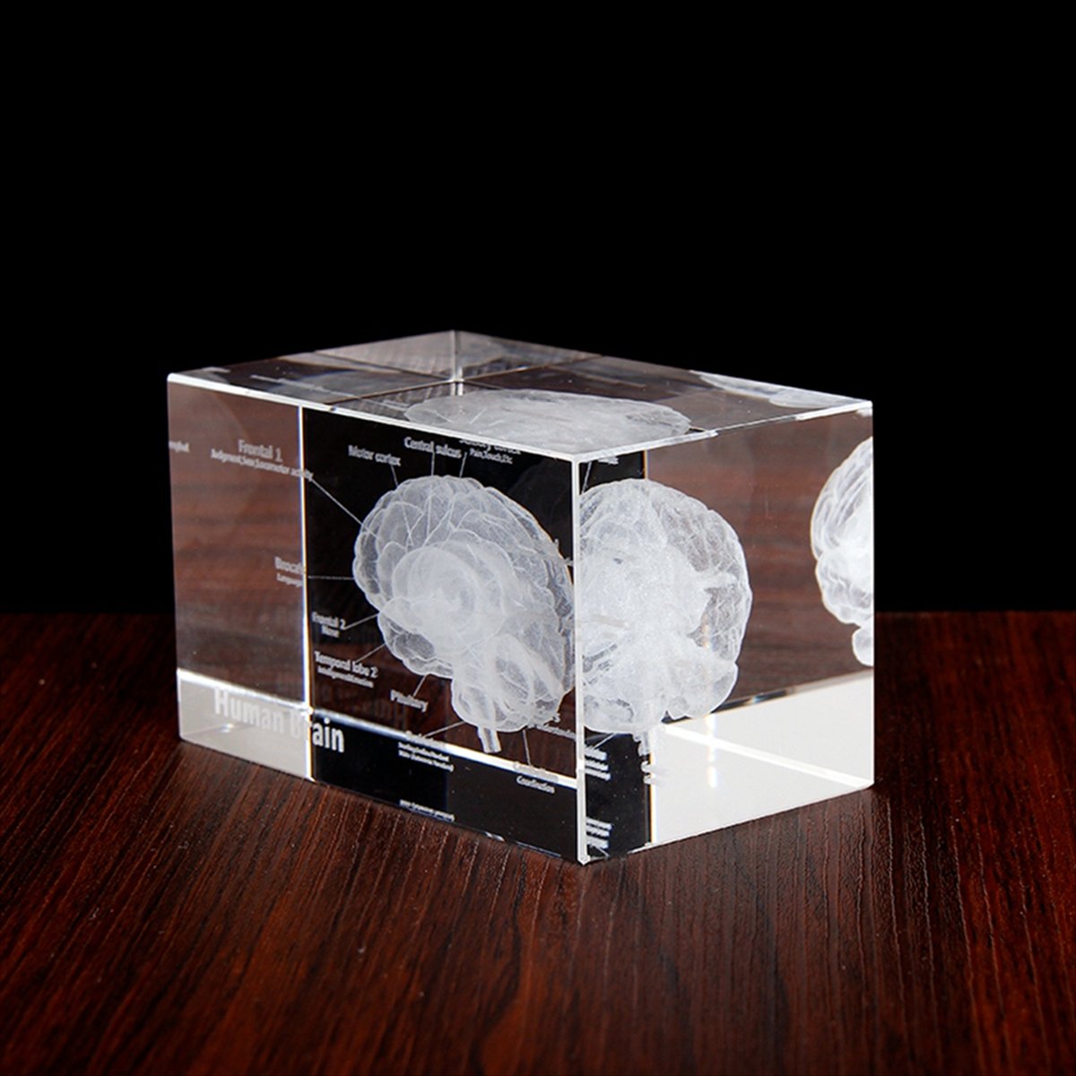 Kristallen 3D anatomisch model - Art And Craft Science recensie en prijs