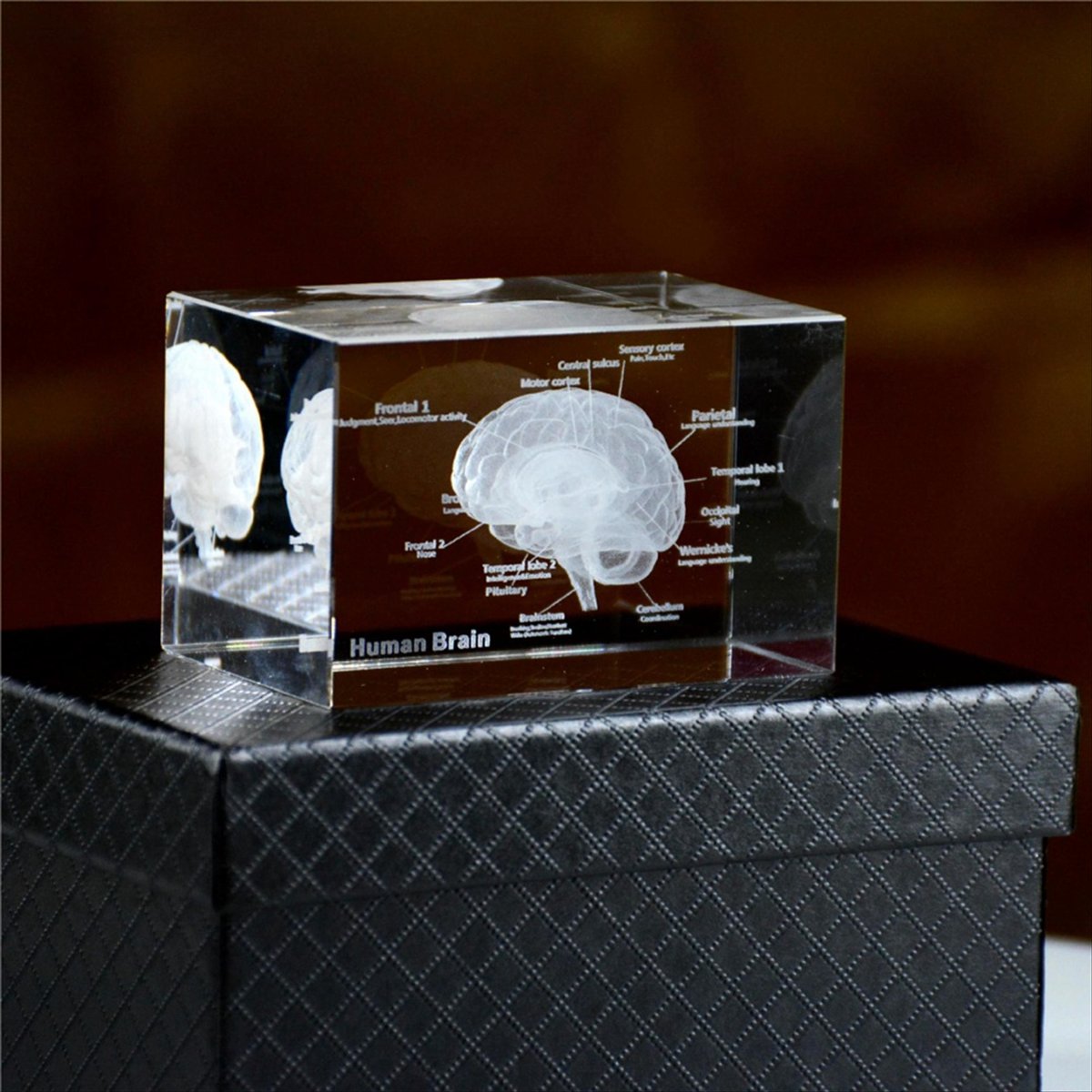 Kristallen 3D anatomisch model - Art And Craft Science recensie en prijs