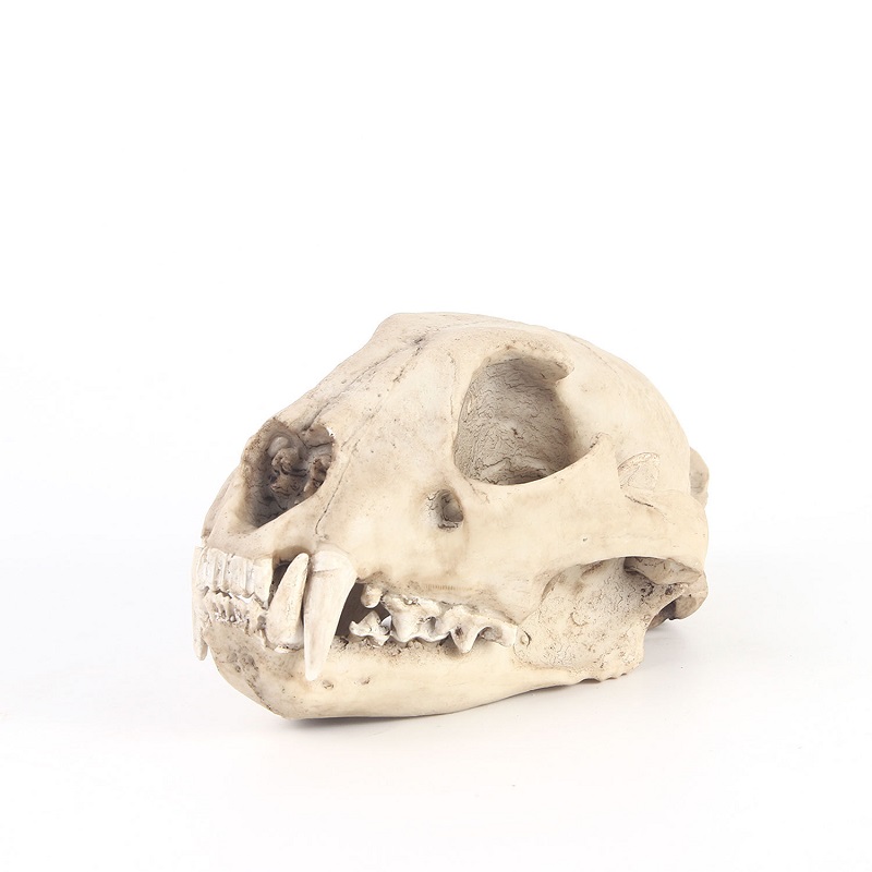 Luipaard Schedel Model Hars Am - Art And Craft Science recensie en prijs